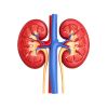 Kidney