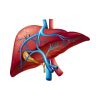 Liver