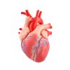 Heart Health